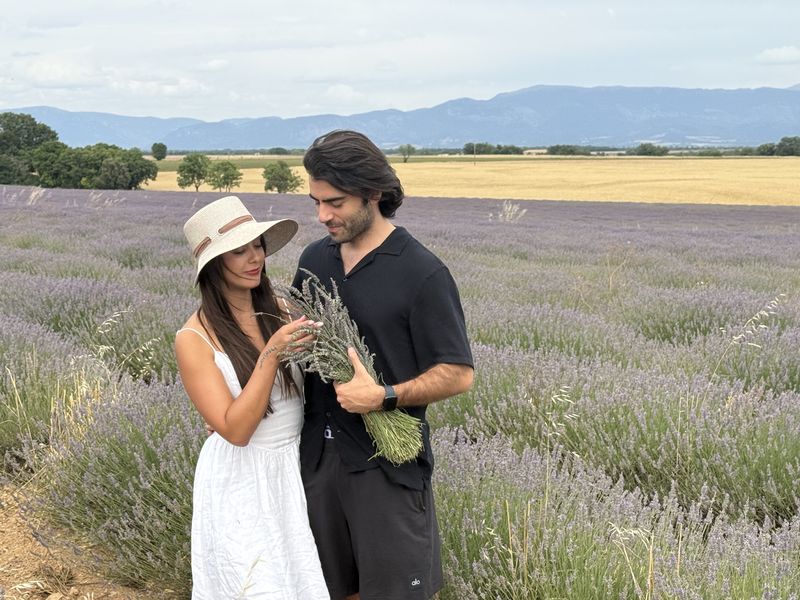 Gathering lavender in Provence